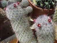 Mammillaria pottsii