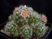 Mammillaria prolifera