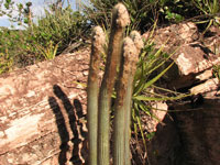 Micranthocereus purpureus