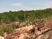 Micranthocereus purpureus