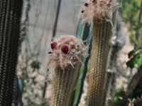 Micranthocereus purpureus