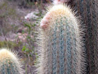 Micranthocereus purpureus