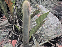 Micranthocereus purpureus