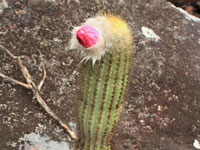 Micranthocereus purpureus