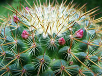 Mammillaria rekoi