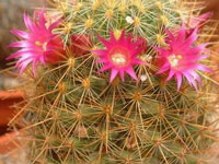 Mammillaria rekoi