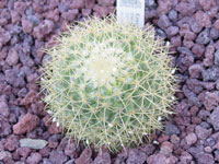 Mammillaria rhodantha