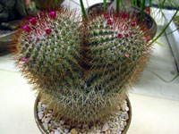 Mammillaria rhodantha