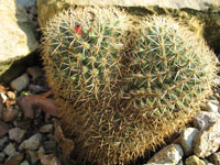 Mammillaria rhodantha