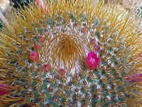 Mammillaria rhodantha