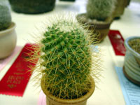 Mammillaria rhodantha