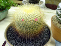 Mammillaria rhodantha