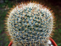 Mammillaria rhodantha