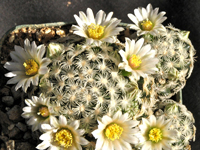 Mammillaria roemeri