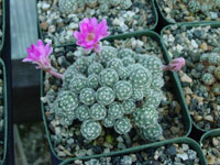 Mammillaria saboae