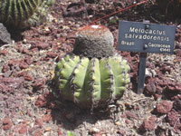 Melocactus salvadorensis