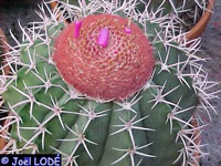 Melocactus salvadorensis