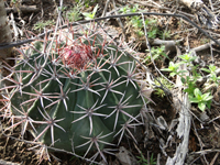 Melocactus salvadorensis