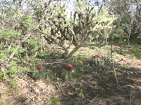 Melocactus salvadorensis