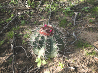 Melocactus salvadorensis