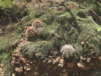 Melocactus salvadorensis