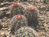 Melocactus salvadorensis