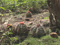 Melocactus salvadorensis