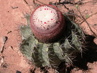 Melocactus salvadorensis