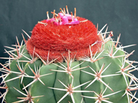 Melocactus salvadorensis