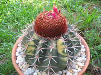 Melocactus salvadorensis