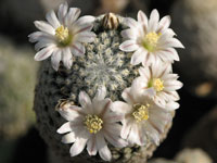 Mammillaria sanchez-mejoradae