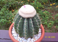 Melocactus schatzlii