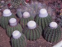 Melocactus schatzlii