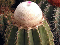 Melocactus schatzlii