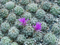 Mammillaria schumannii