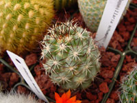 Mammillaria schumannii