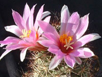 Mammillaria schumannii