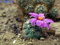 Mammillaria schumannii