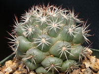 Mammillaria schumannii