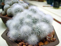 Mammillaria schwarzii