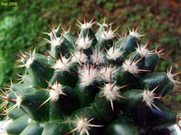 Mammillaria scrippsiana