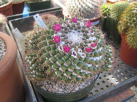 Mammillaria scrippsiana