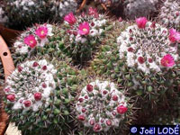 Mammillaria scrippsiana