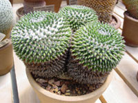 Mammillaria sempervivi