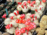 Mammillaria senilis