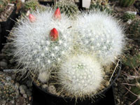 Mammillaria senilis