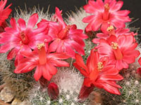 Mammillaria senilis