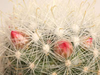 Mammillaria senilis