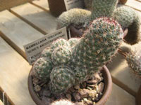 Mammillaria sheldonii