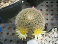 Mammillaria solisioides